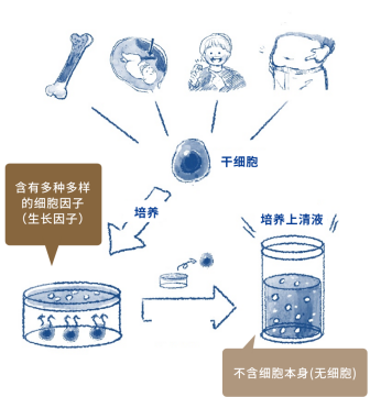 牙髓2.png